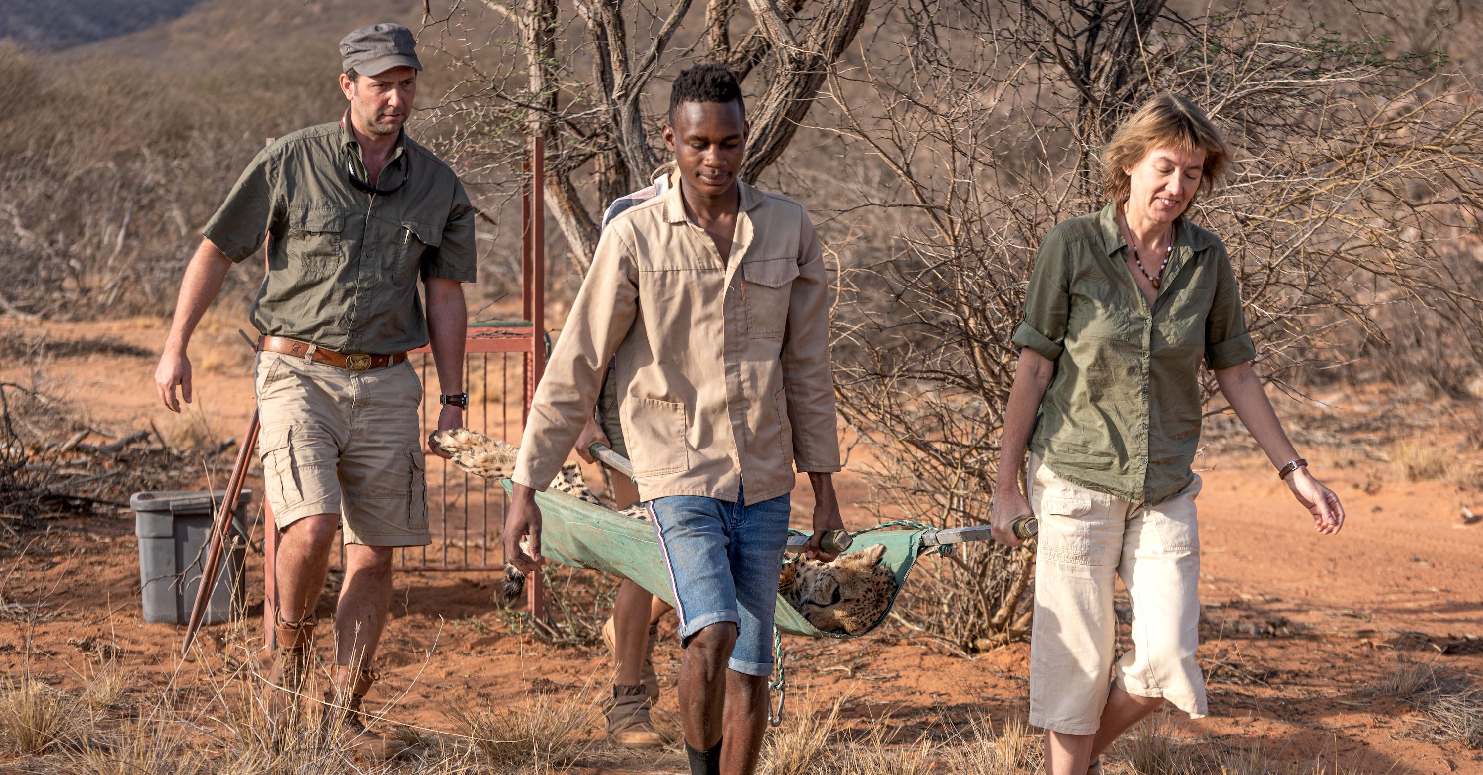 Four people carry a cheetah on a stretcher.