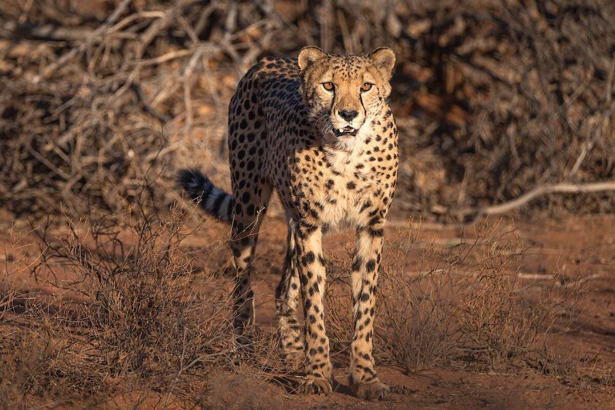 A cheetah looking towards the camera.