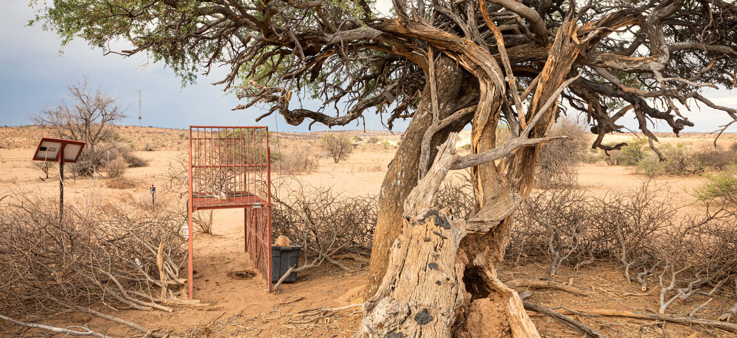 A cage trap under a tree.
