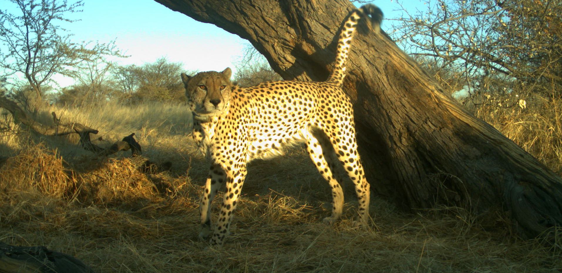 A cheetah under a tree with tail raised.