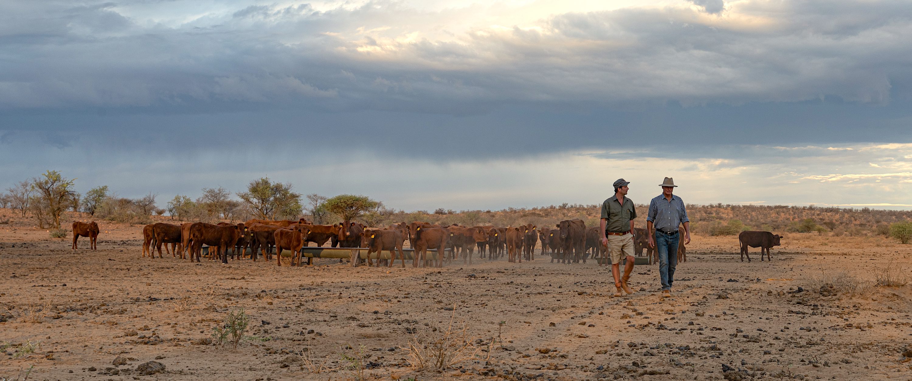 A large herd of cattle.