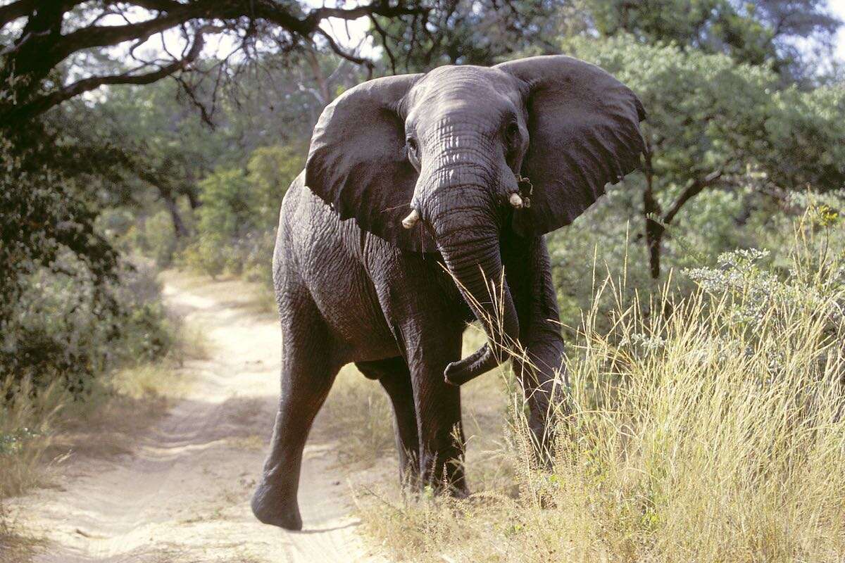 An elephant on a dirt road facing the camera.