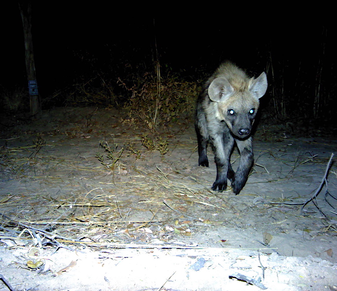 A camera trap image of a brown hyaena.
