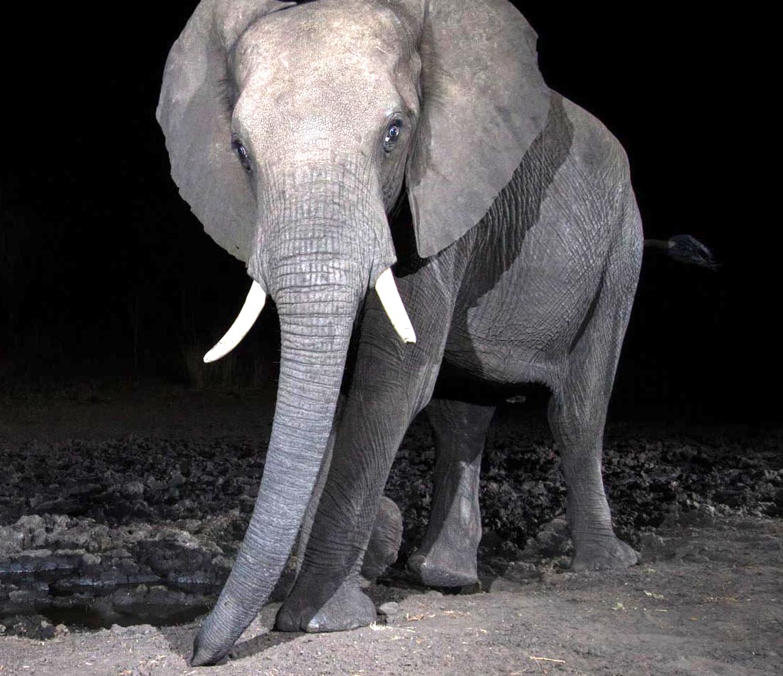 A camera trap image of an elephant.