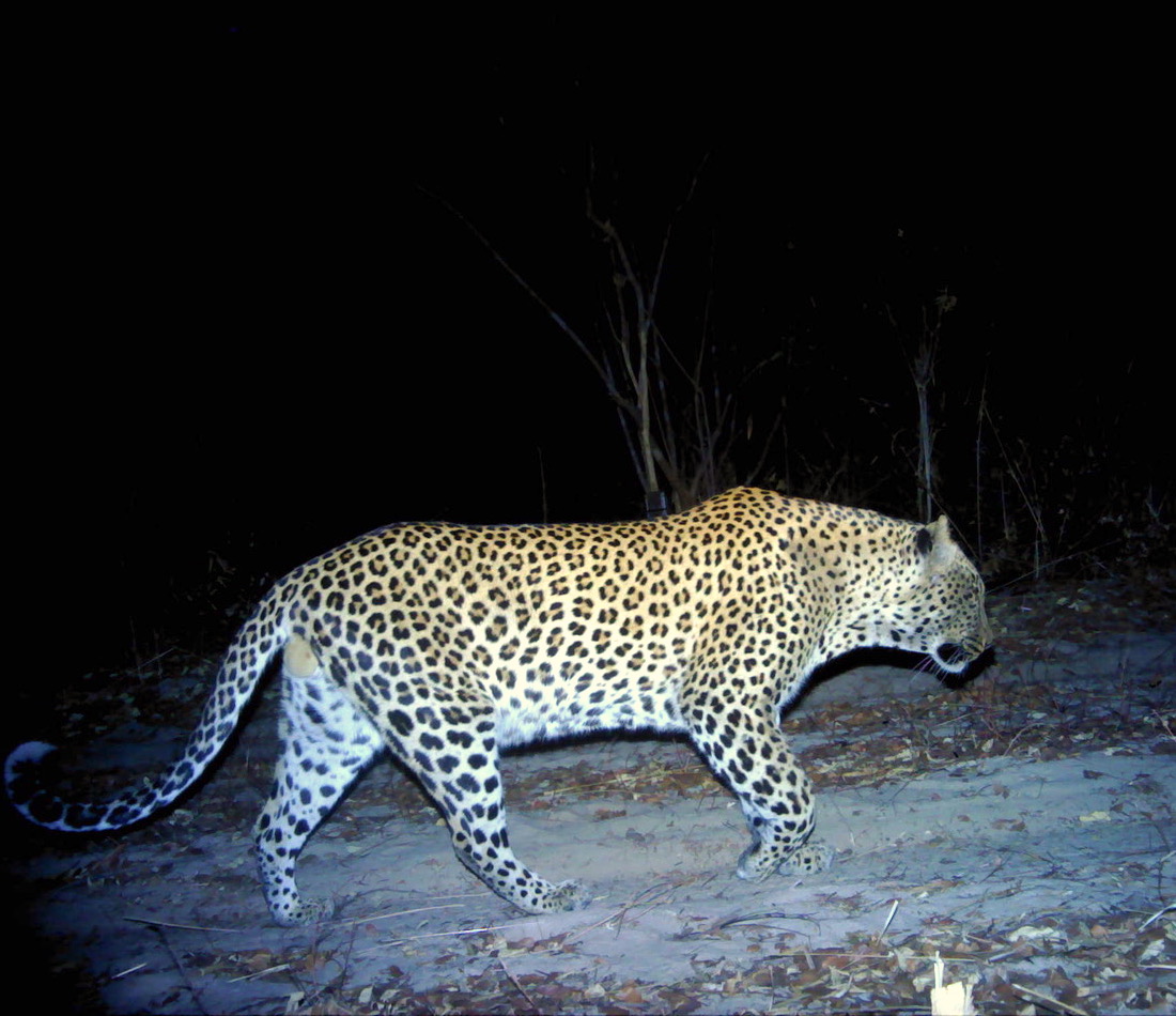 A camera trap image of a leopard.