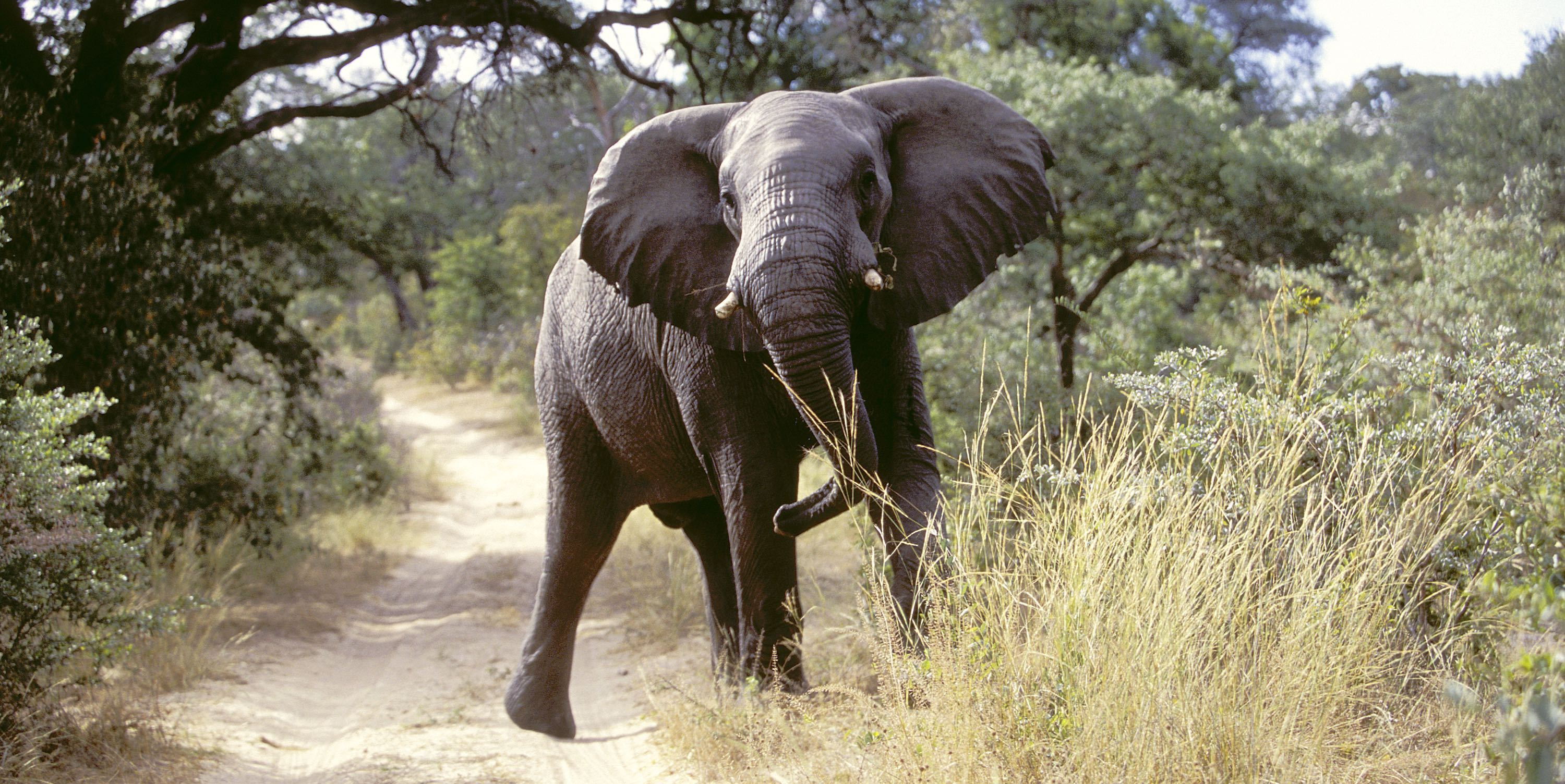 An elephant on a dirt road.