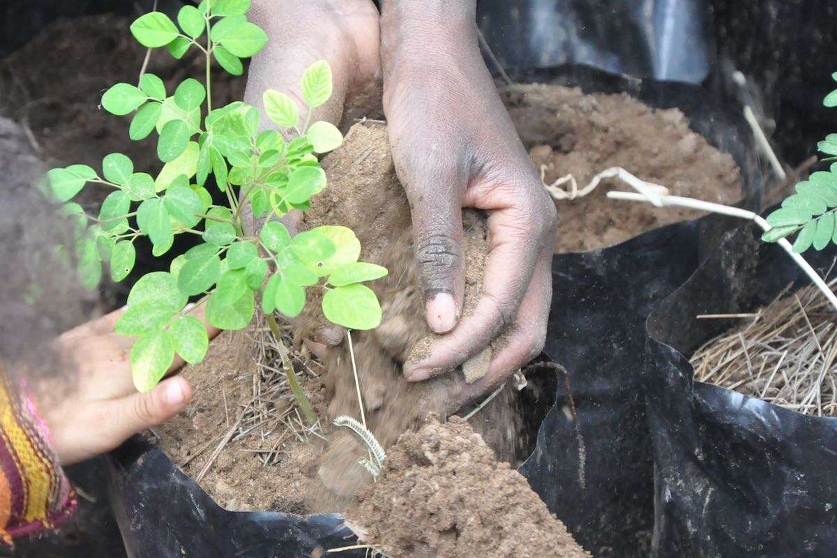 Close up of two pairs of hands as they plant a sapling.