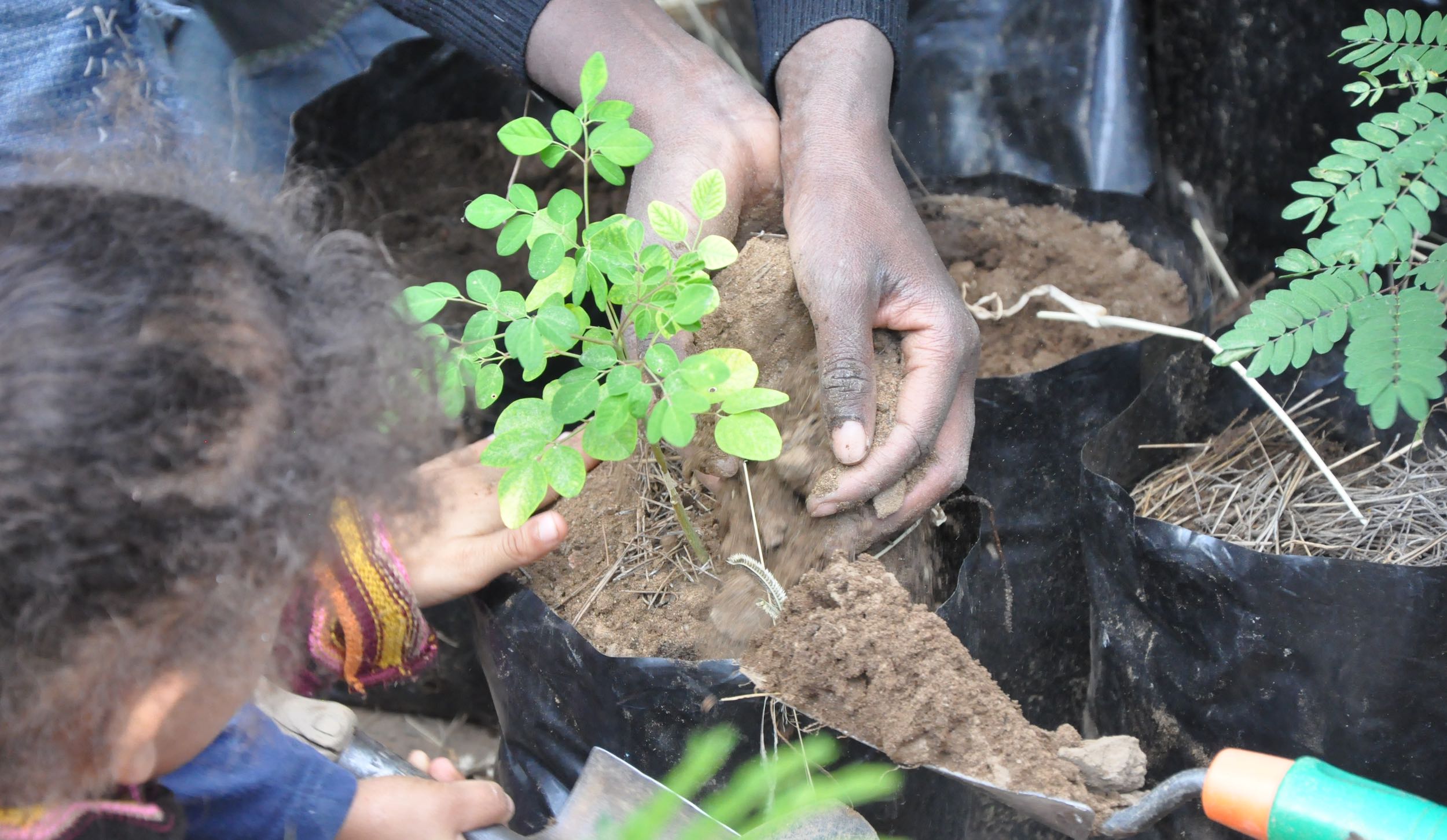 A closeup of a woman and child planting young trees.