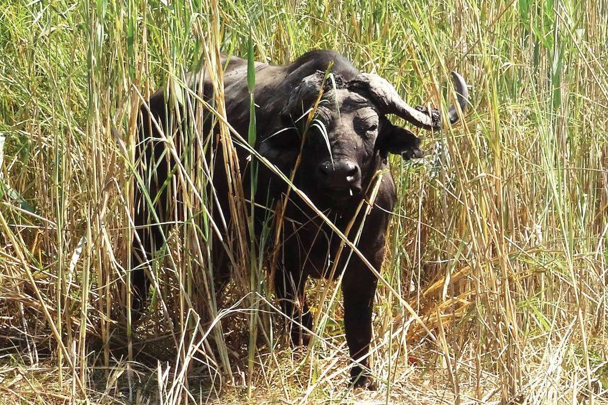 A buffalo gazes out from among thick reeds.