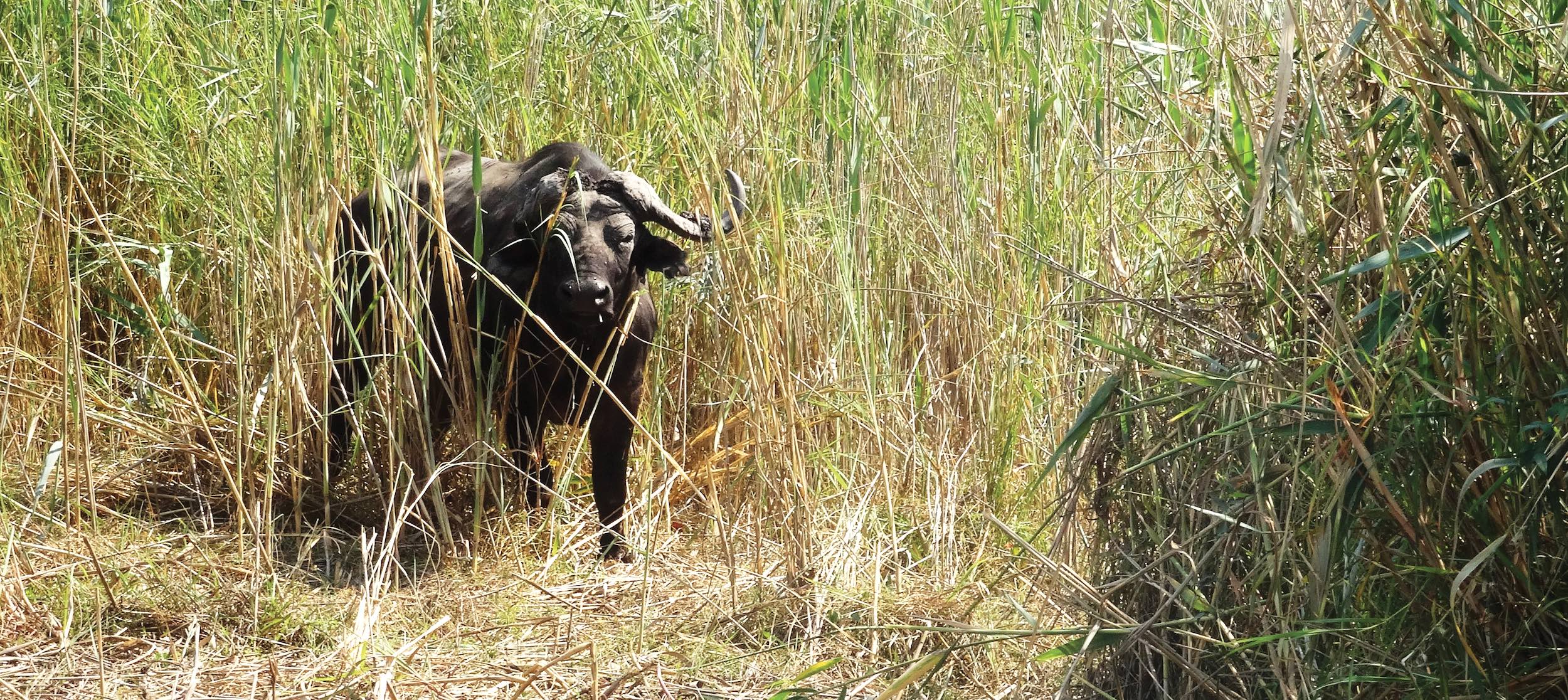 A large buffalo gazes out from concealment in thick reeds.