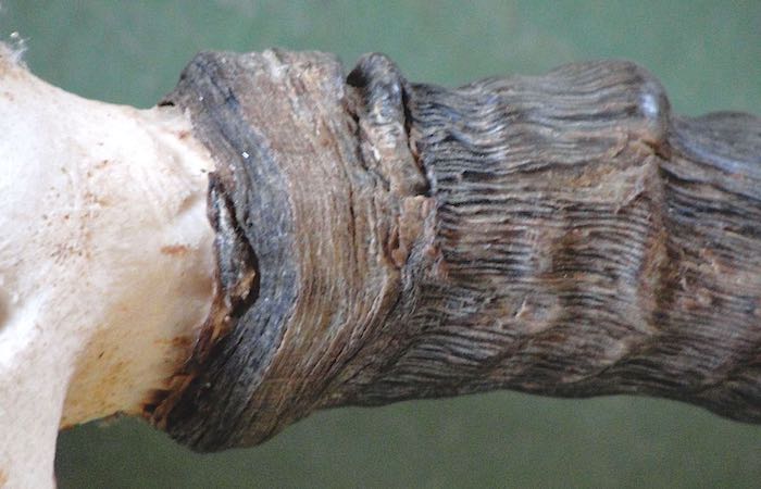 Close-up of the base of an impala horn, showing deep ruts.