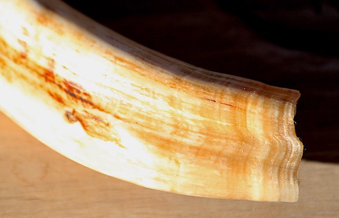 Distinctive colour patterns in layers on a warthog tusk.