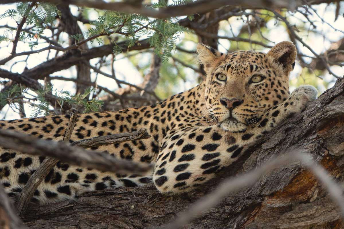 A leopard lying in a tree.