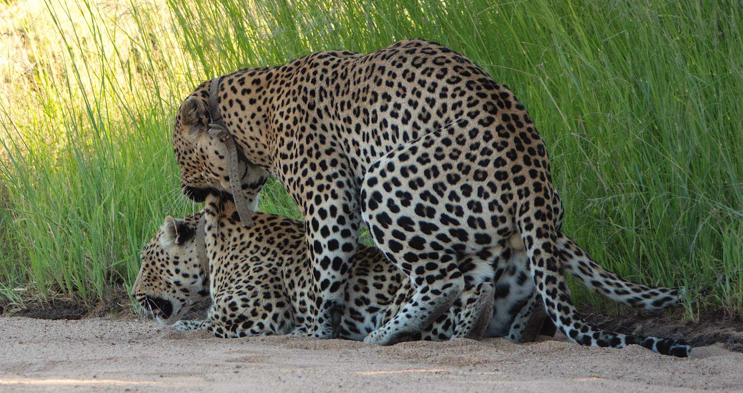 Two leopards relaxing together, both with satellite tracking collars.