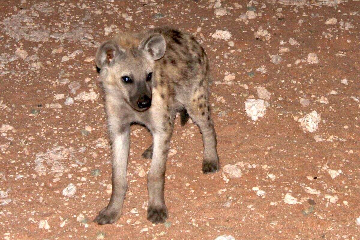 A lone spotted hyaena standing on rocky ground.