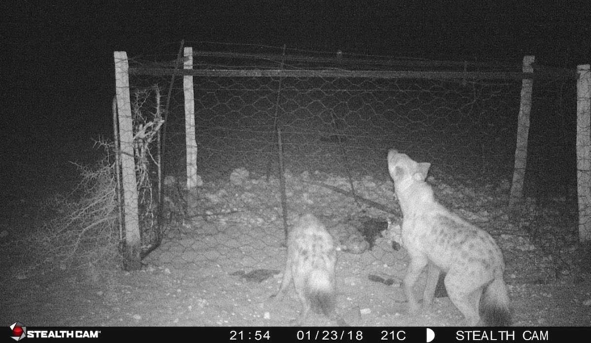A cameratrap photo of a pair of hyaenas looking up at the new kraal fence.