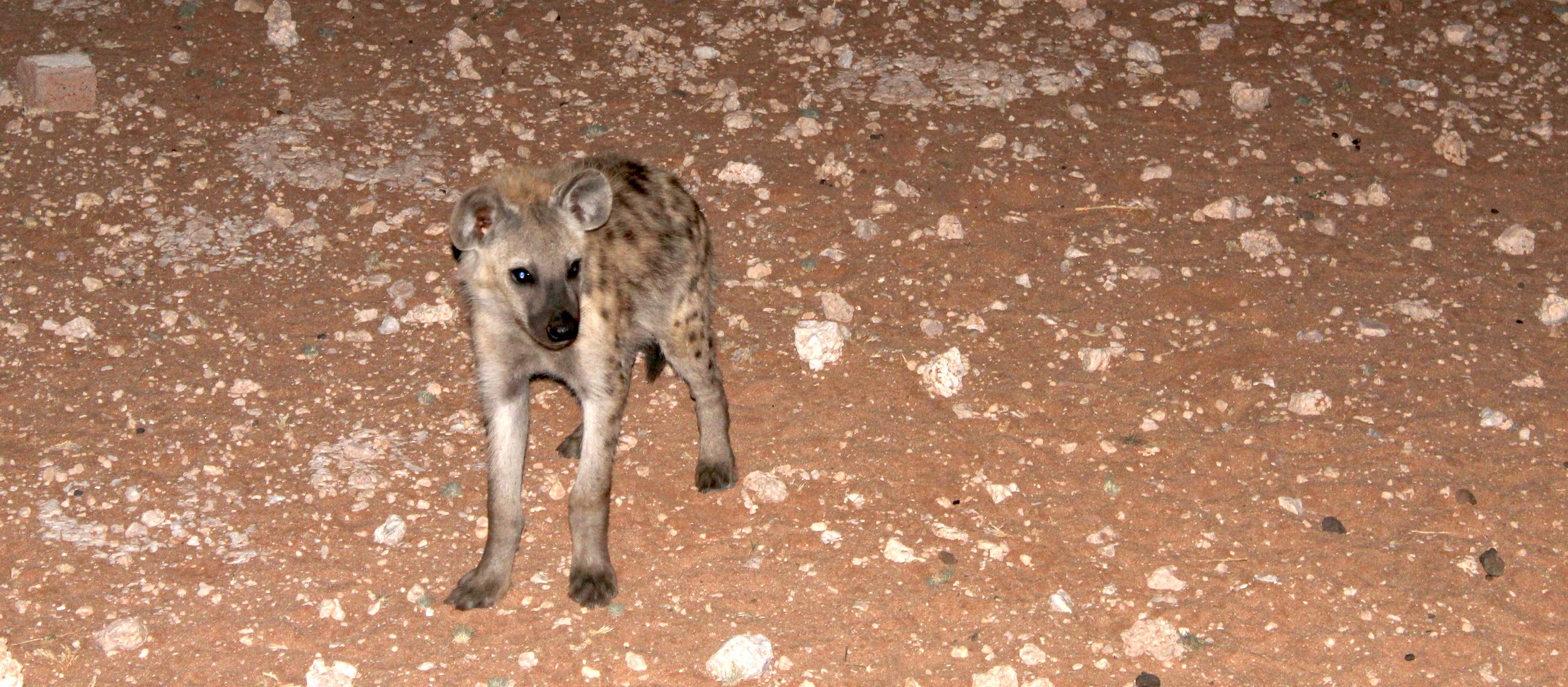A spotted hyaena.