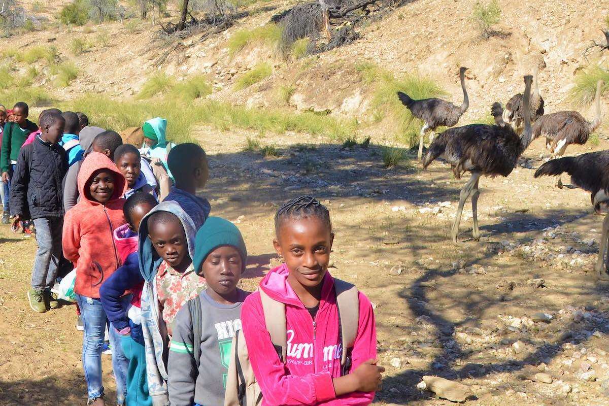 A line of schoolchildren walk past a group of ostriches.