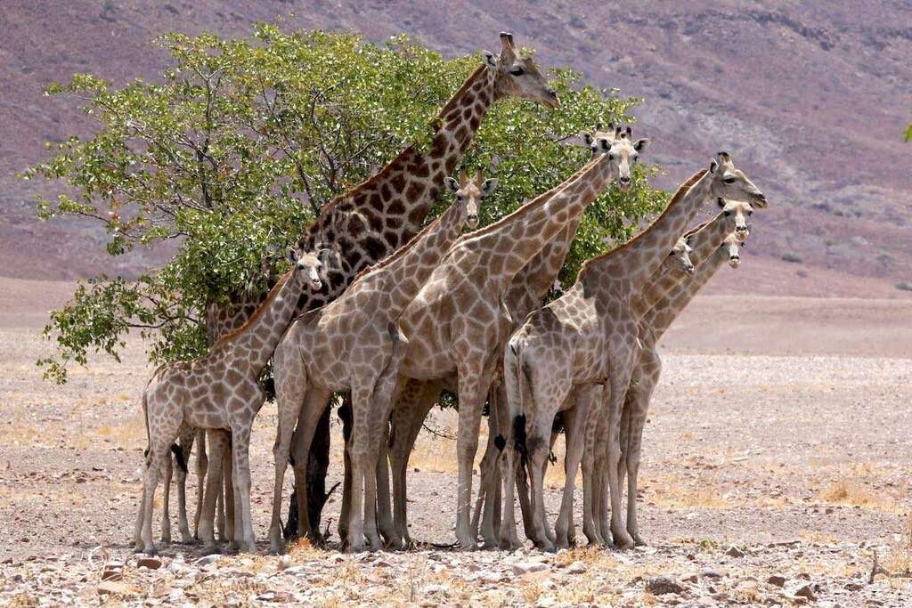 Embracing the Wild: Namibian Farmers' Shift Towards Wildlife Ranching