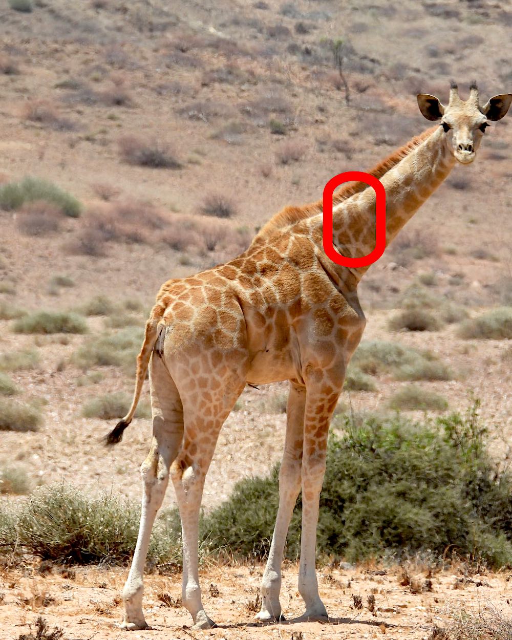 Calf with a similar arrow shape to her mother on her neck.