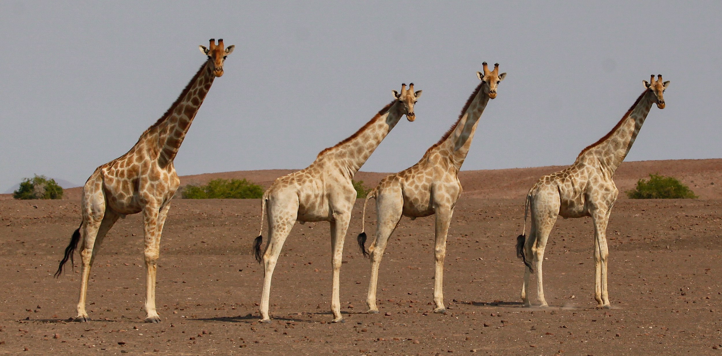 Four male giraffes standing in the desert.