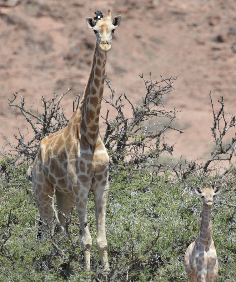 A female giraffe fitted with a tracking device attached to one of her ossicones (horns).