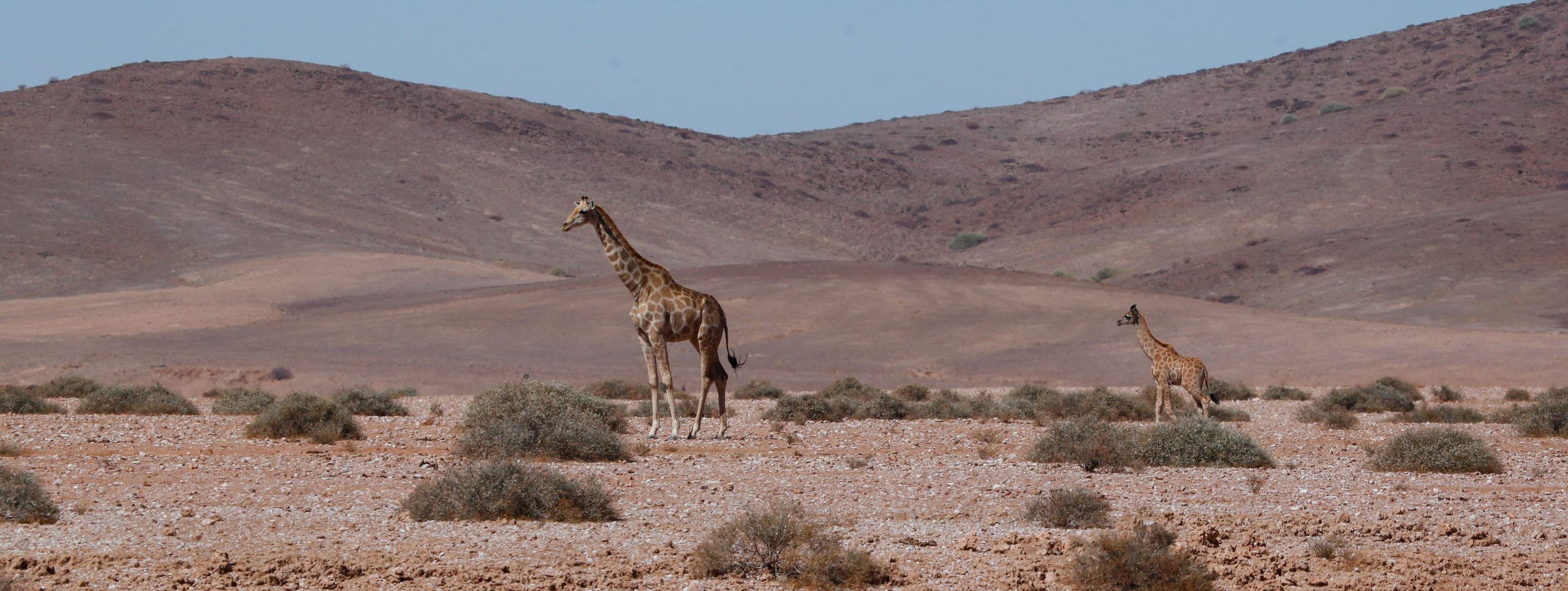 A mother and calf giraffe walk along the Kunene river valley.