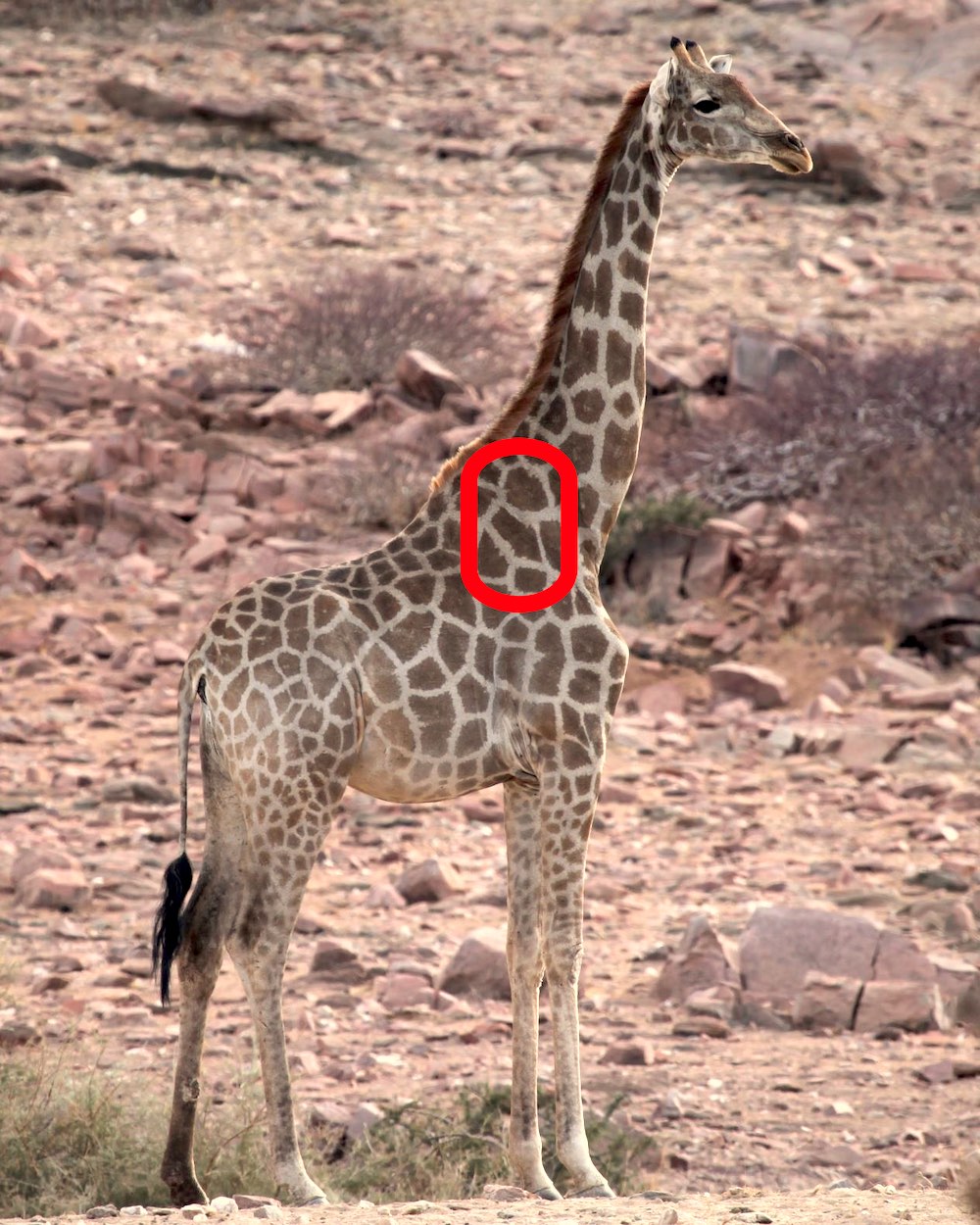 Female (mother) giraffe with a distinctive arrow shape on her neck.