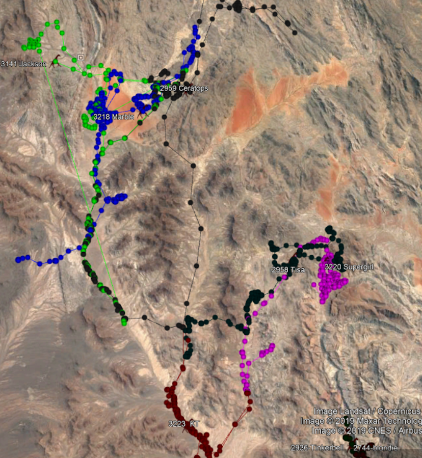 A map showing the movements of various giraffe over time.