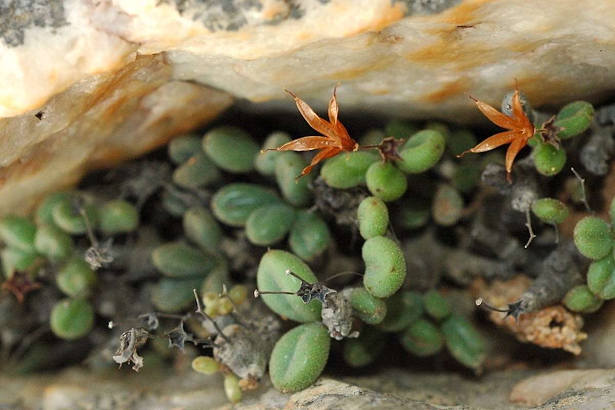 A close up view of green succulent plants in a cleft of rock.