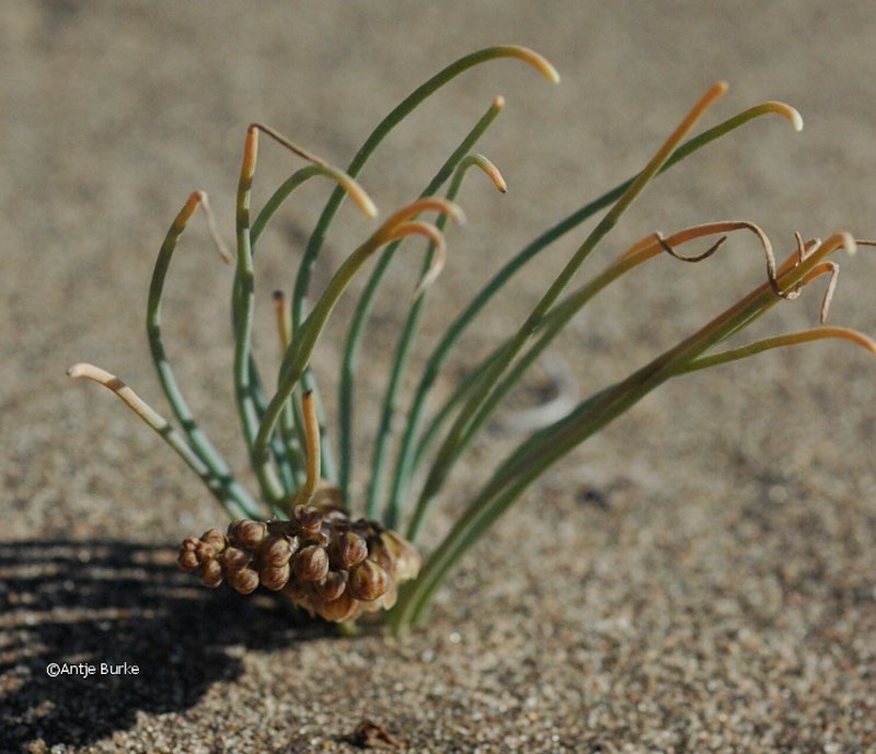 Thin, tube-like stems spring from the base of this desert shrub.