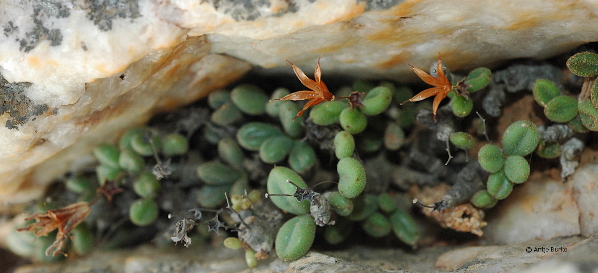 Green succulent leaves peer out from a rocky enclosure.