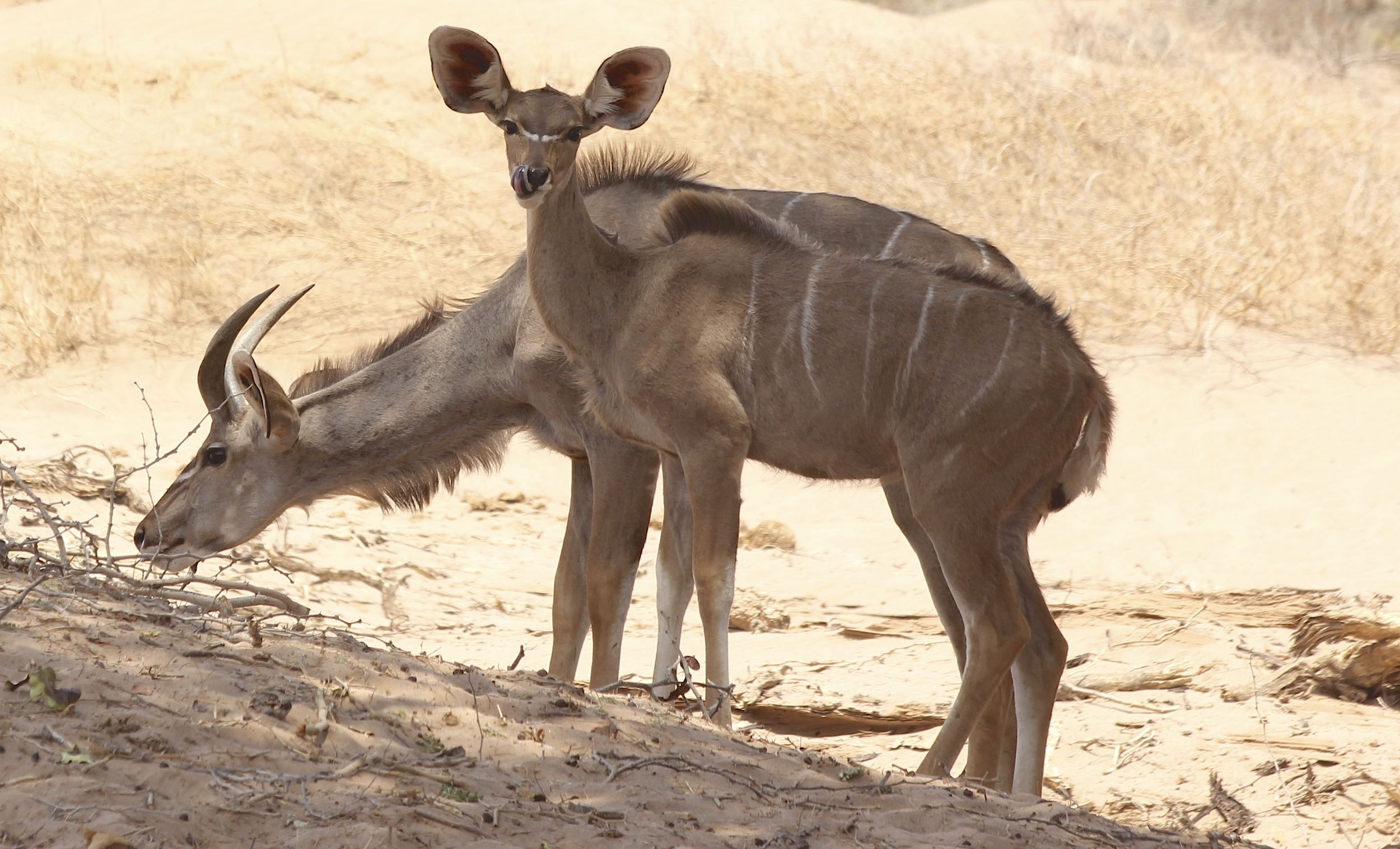 A pair of Kudu drink in sandy scrub.