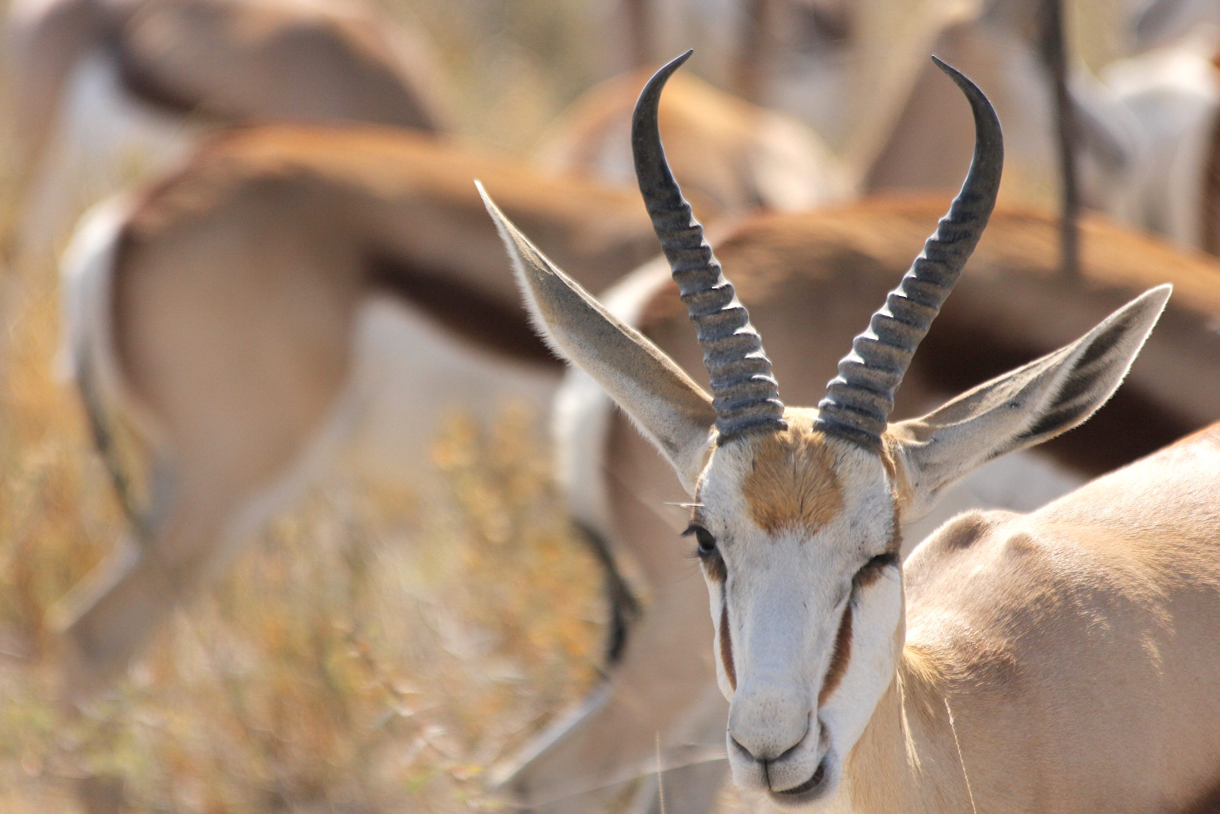 A Springbok winks at the camera.