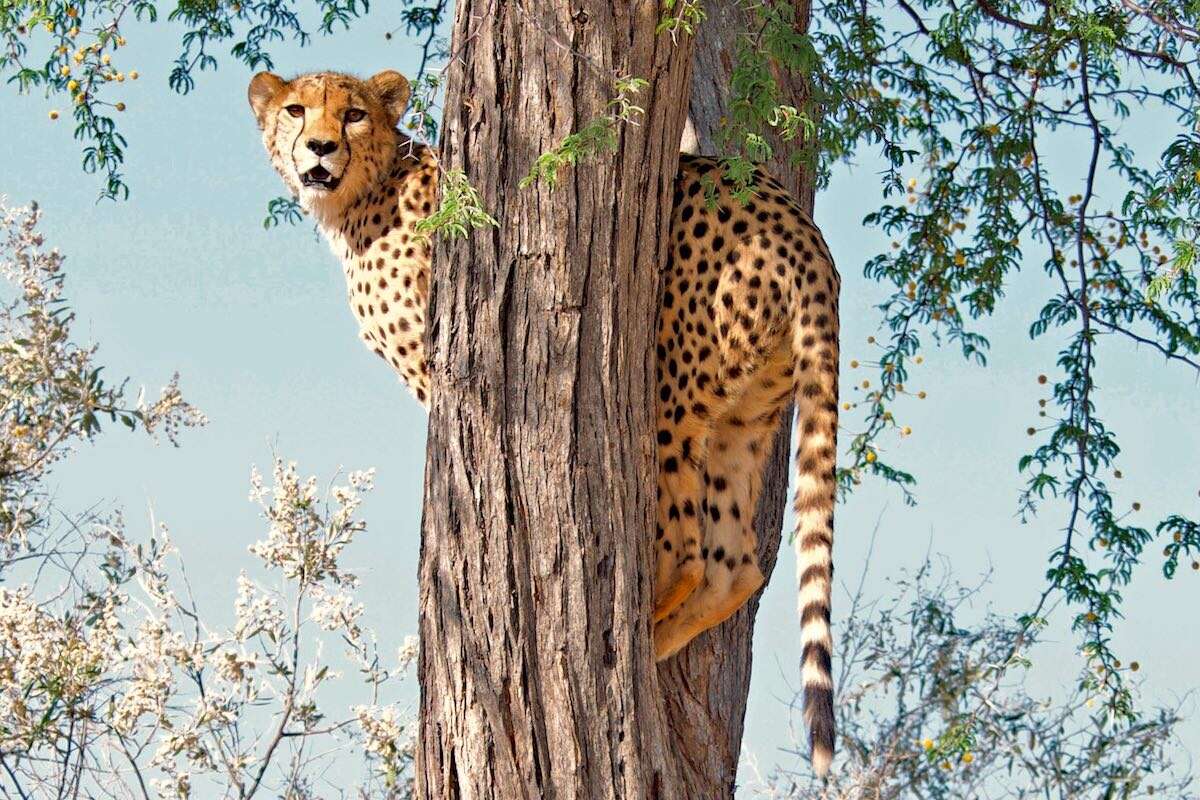 A cheetah standing in a tree.