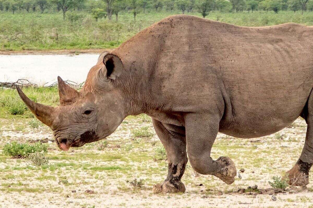 A close-up of a black rhino in profile.