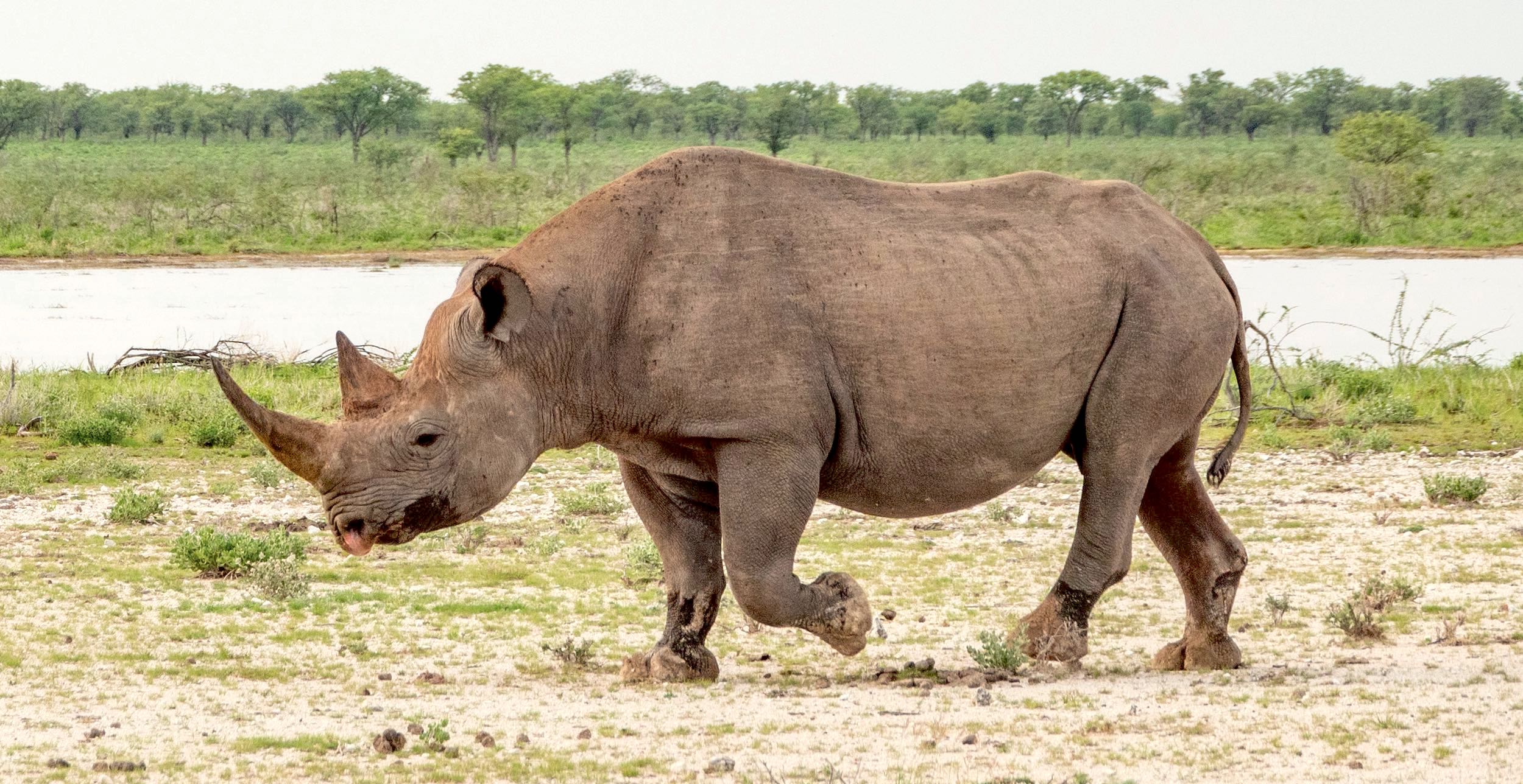 A black rhino walks past a waterhole in Etosha.