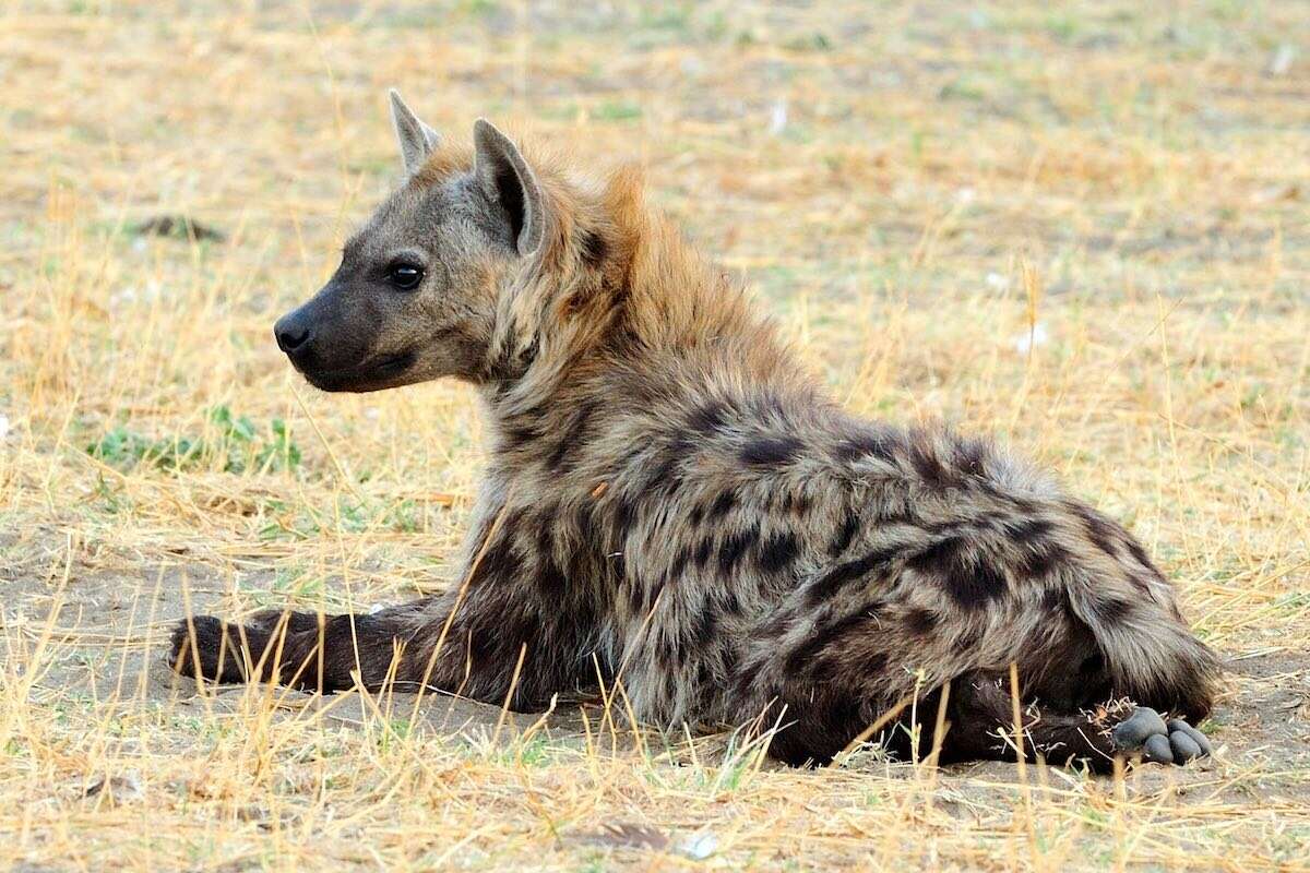 A spotted hyaena sitting down and looking relaxed.