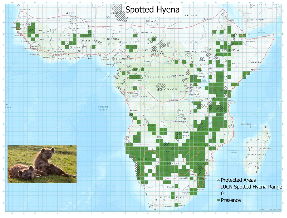 A distribution map of spotted hyaena sightings showing that while they occur all over sub-saharan Africa, most sightings are recorded in Namibia, Botswana and Zimbabwe.