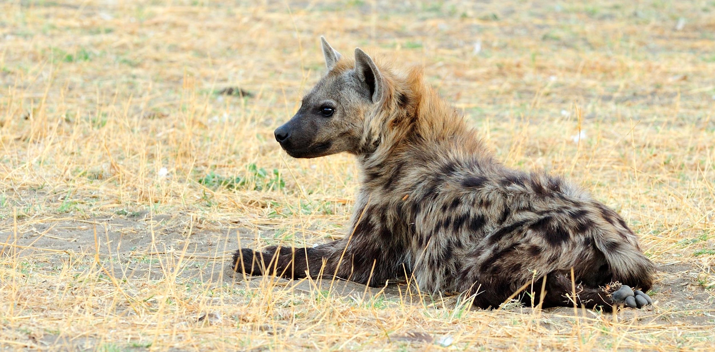 A spotted hyaena sitting on the ground and looking very peaceful.