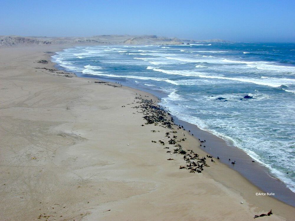 Rolling sand meets the white-capped waves of the Atlantic ocean, and a colony of seals lie on the land's edge.