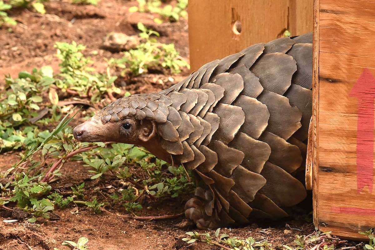 A close-up view of a Pangolin.