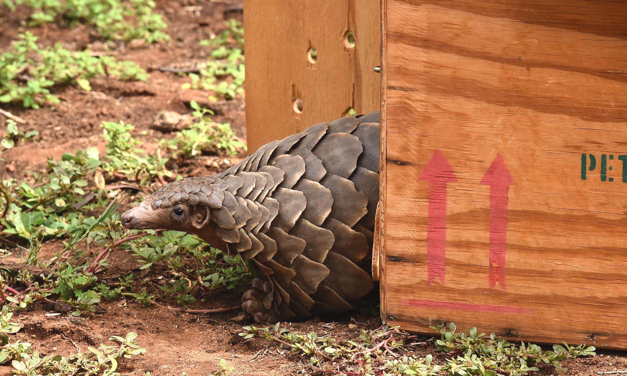 A pangolin emerges from a wooden crate.