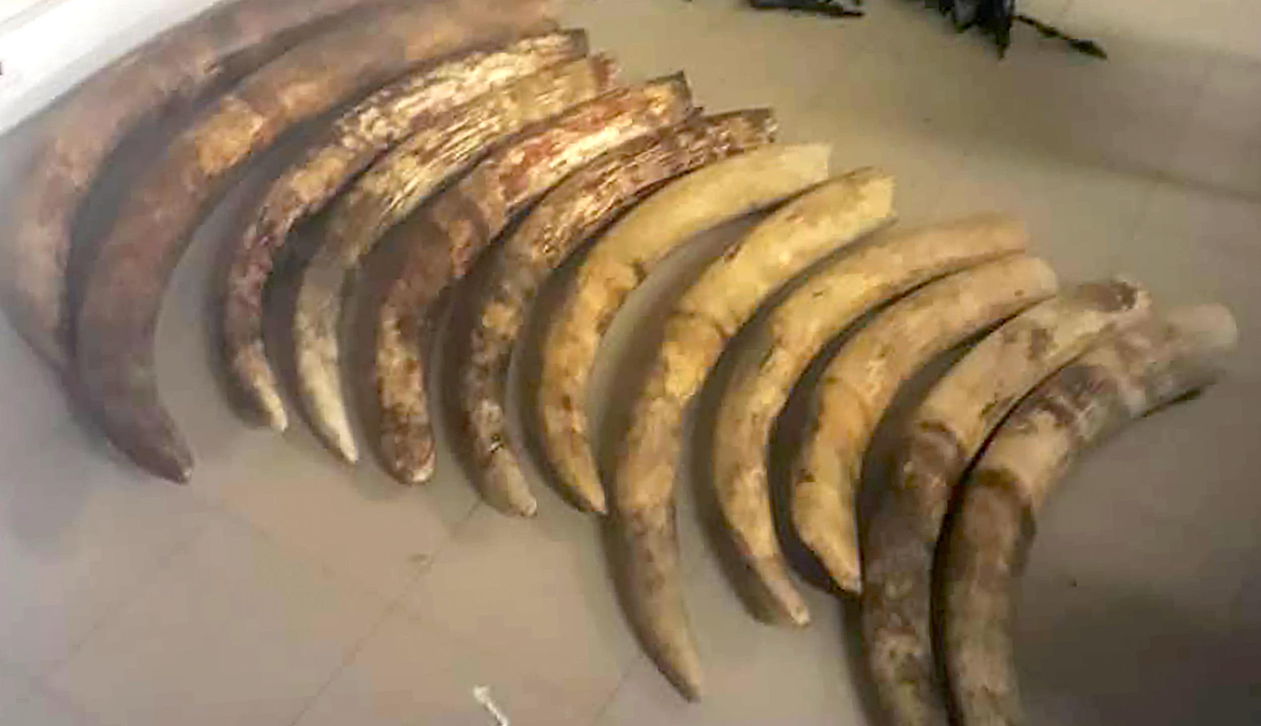 A collection of seized elephant tusks resting on a table.