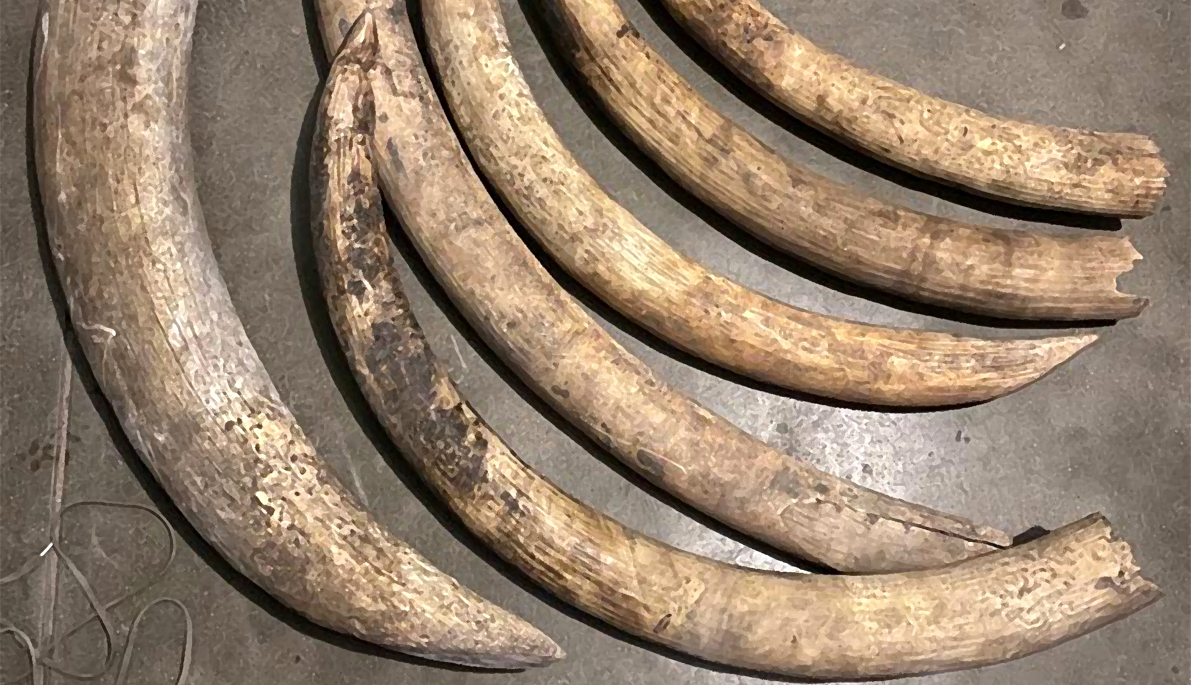 A number of confiscated elephant tusks.