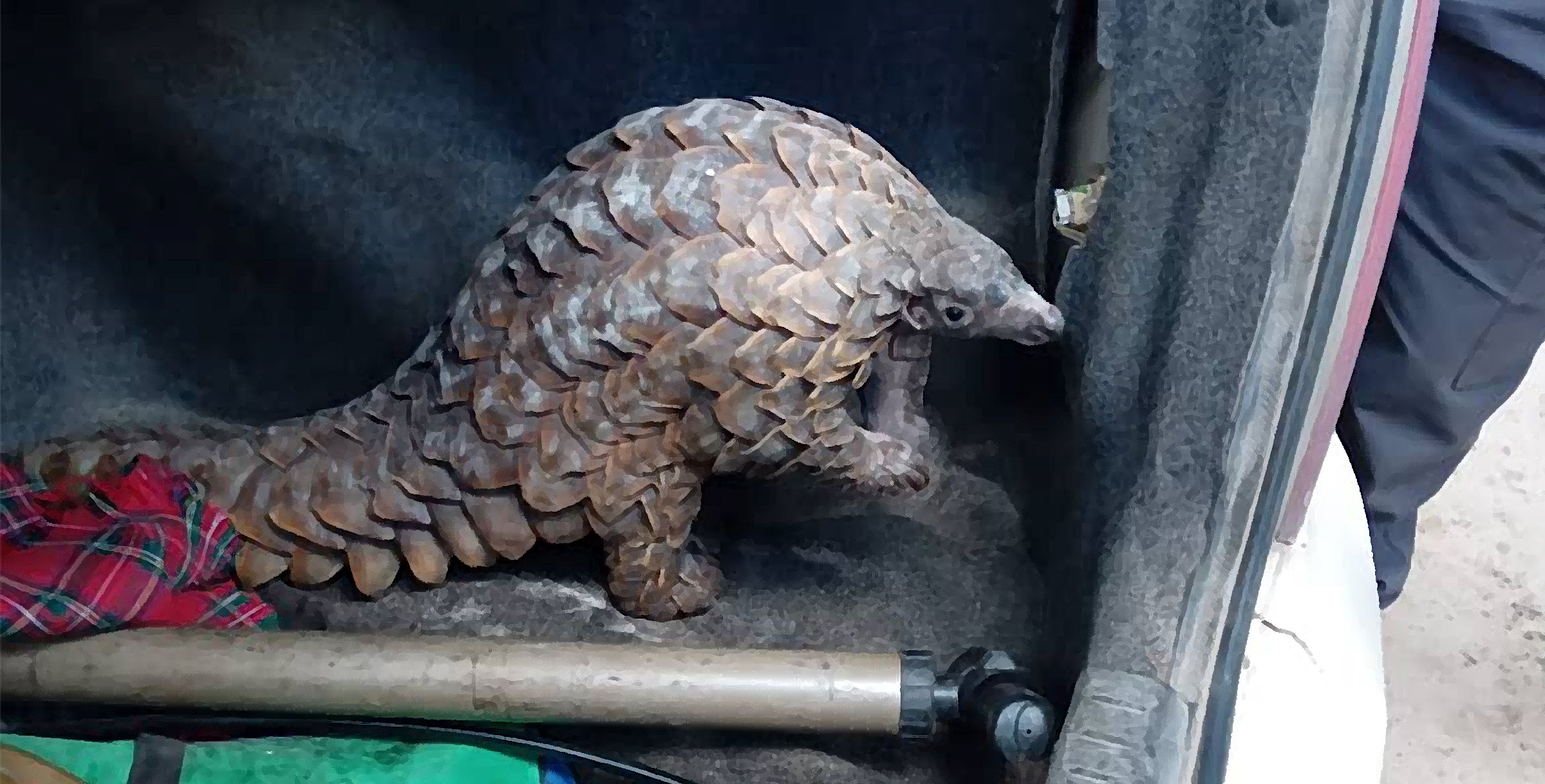 A live pangolin is discovered in the boot of a car.