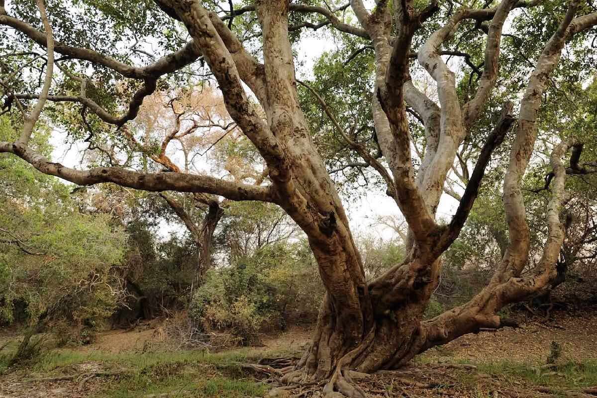 The spreading branches of an Impalila tree in a green natural forest.