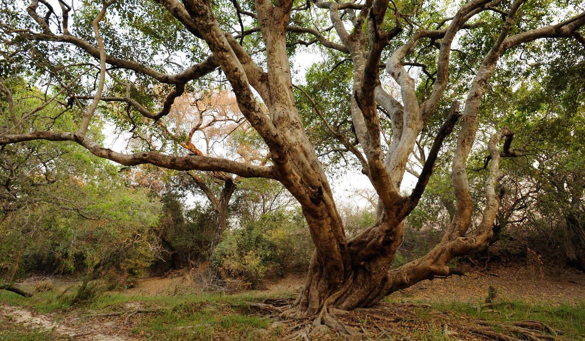 The spreading branches of an Impalila tree in a green natural forest.