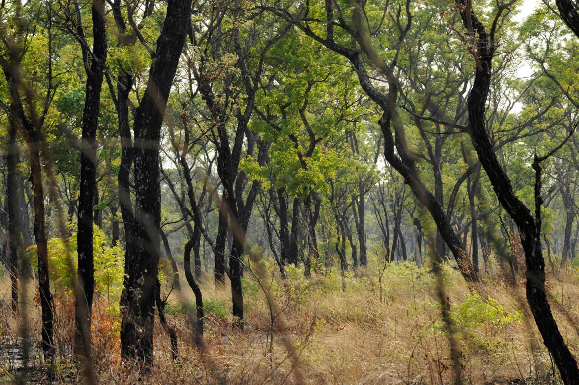 A dense woodland of miombo trees.