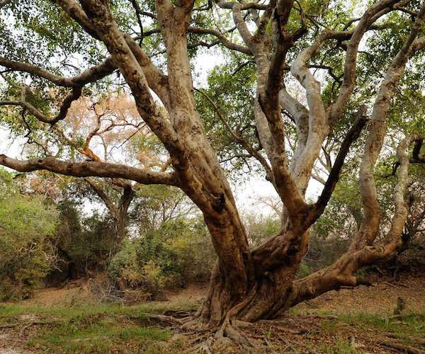 The spreading branches of an Impalila tree in a green natural forest.